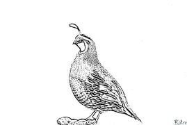 quail Coloring Pages To Print